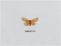 藏品(紅斑美苔蛾)的圖片